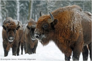 Wisent 15-300x199 in 