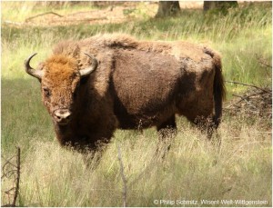 Wisent 16-300x229 in 
