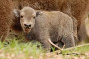 Wisent 17-300x200 in 
